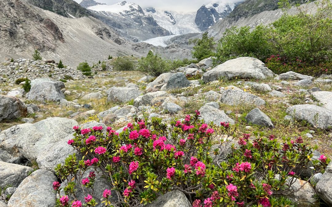 Alpenpflanzen- und Wander-Lust im Engadin/Schweiz